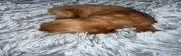 Mixed Breed dogs for sale: Tibetan Doodle’s Looking for their Forever Homes - Advert 3