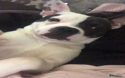 Mixed Breed dogs for sale: Male staffy cross French bulldog  - Image 3