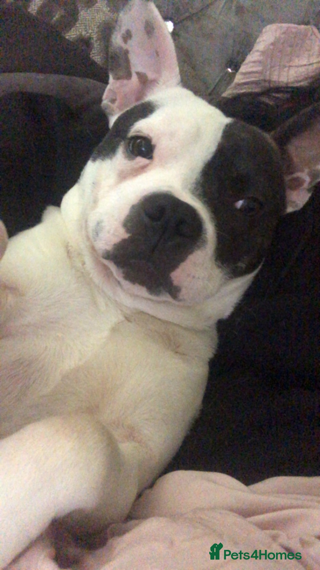 Mixed Breed dogs for sale: Male staffy cross French bulldog  - Image 3