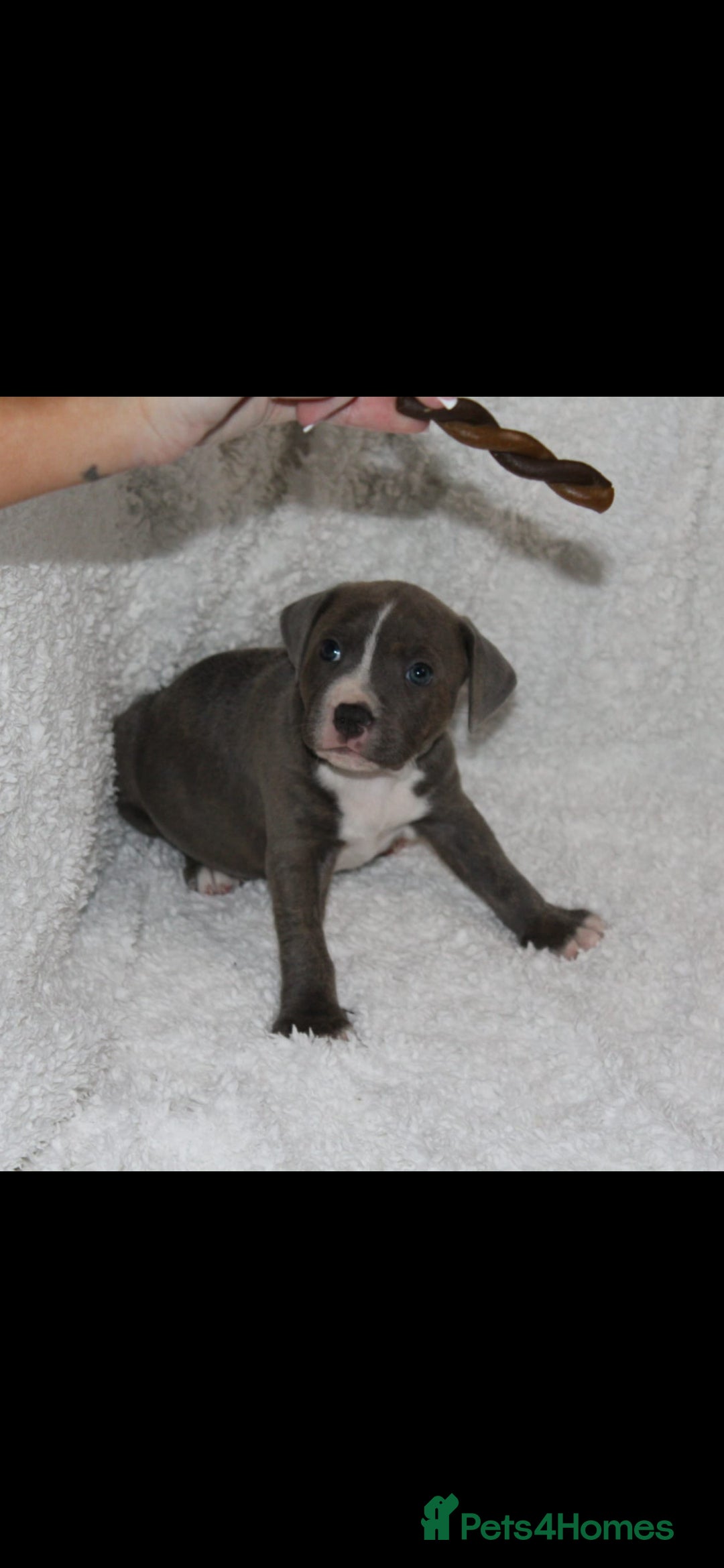 Staffordshire Bull Terrier dogs for sale: Staffy Puppies. Exceptional Temperament. - Advert 11