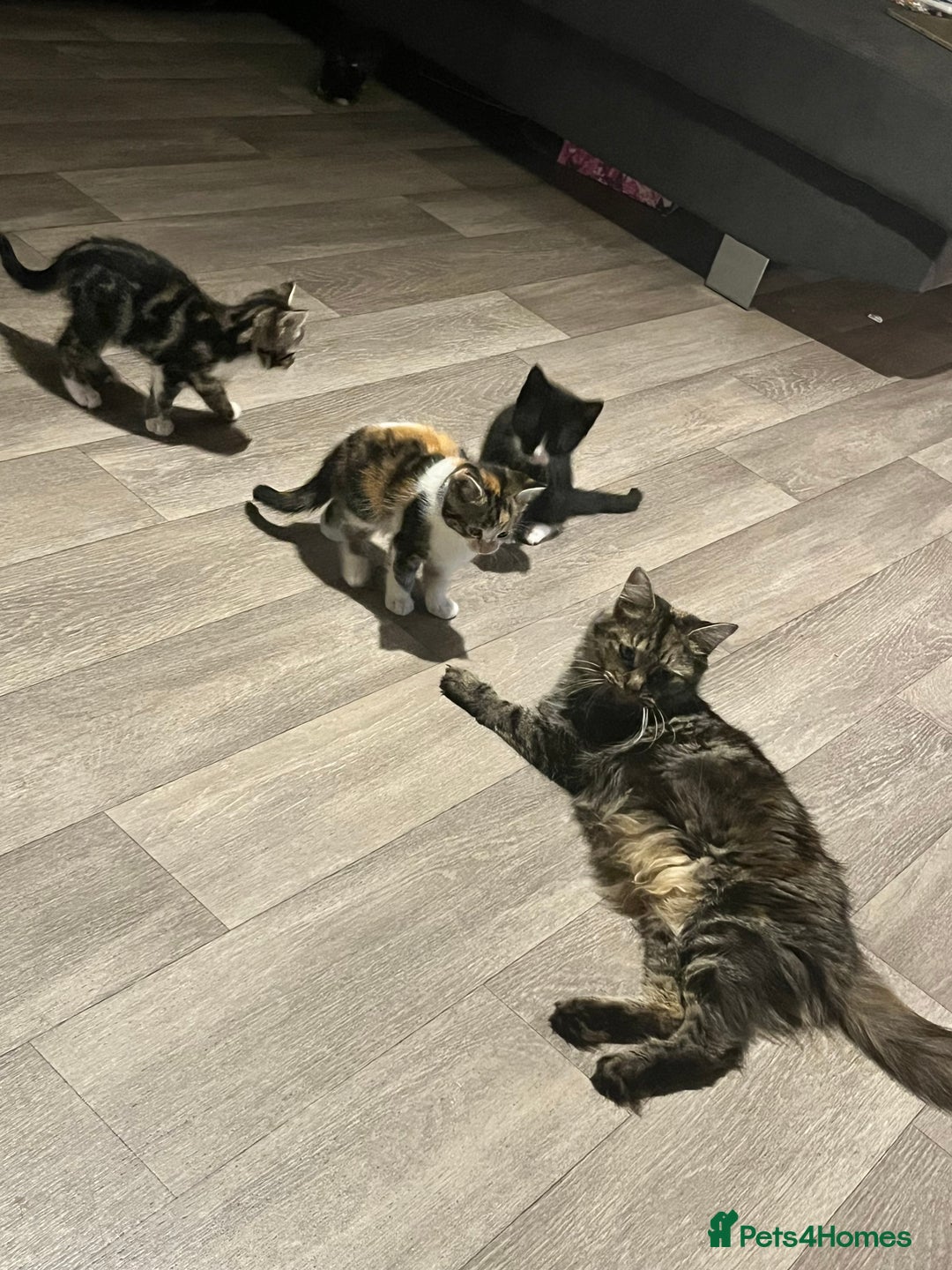 Mixed Breed cats for sale: 4 Beautiful Kittens 🐾 ❤️  - Image 1