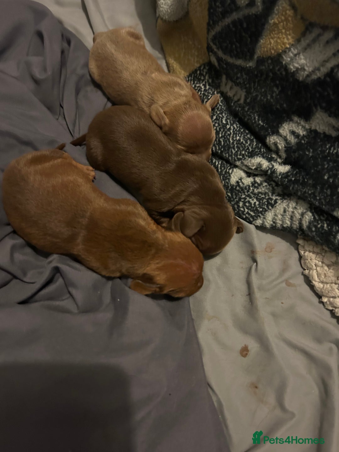 Dachshund dogs for sale: Mini daushound pups 3 available 2 boys and 1 girl - Advert 10