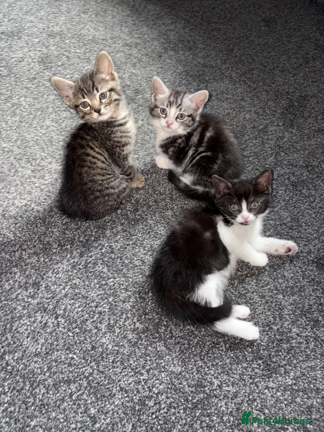 Tibetan cats for sale: Three 8 weeks old babies in Wigan - Advert 1