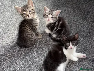 Tibetan cats Three 8 weeks old babies - Advert 4