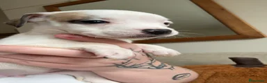 Staffordshire Bull Terrier 8