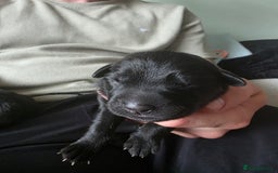 Mixed Breed dogs for sale: Sheprador Puppies - Image 16