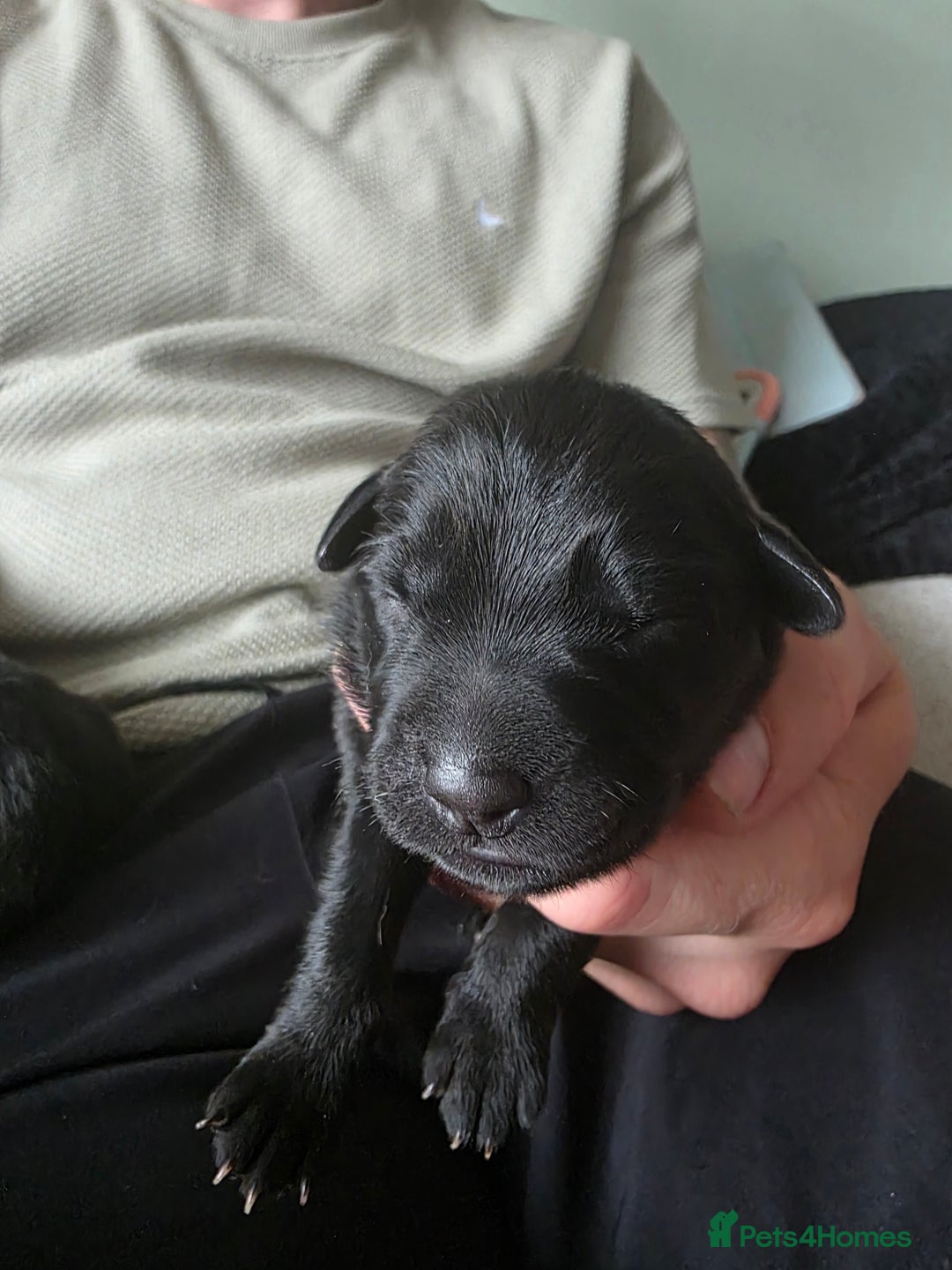 Mixed Breed dogs for sale: Sheprador Puppies - Image 16