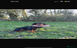 Cocker Spaniel dogs for sale: English cocker spaniel  - Advert 3