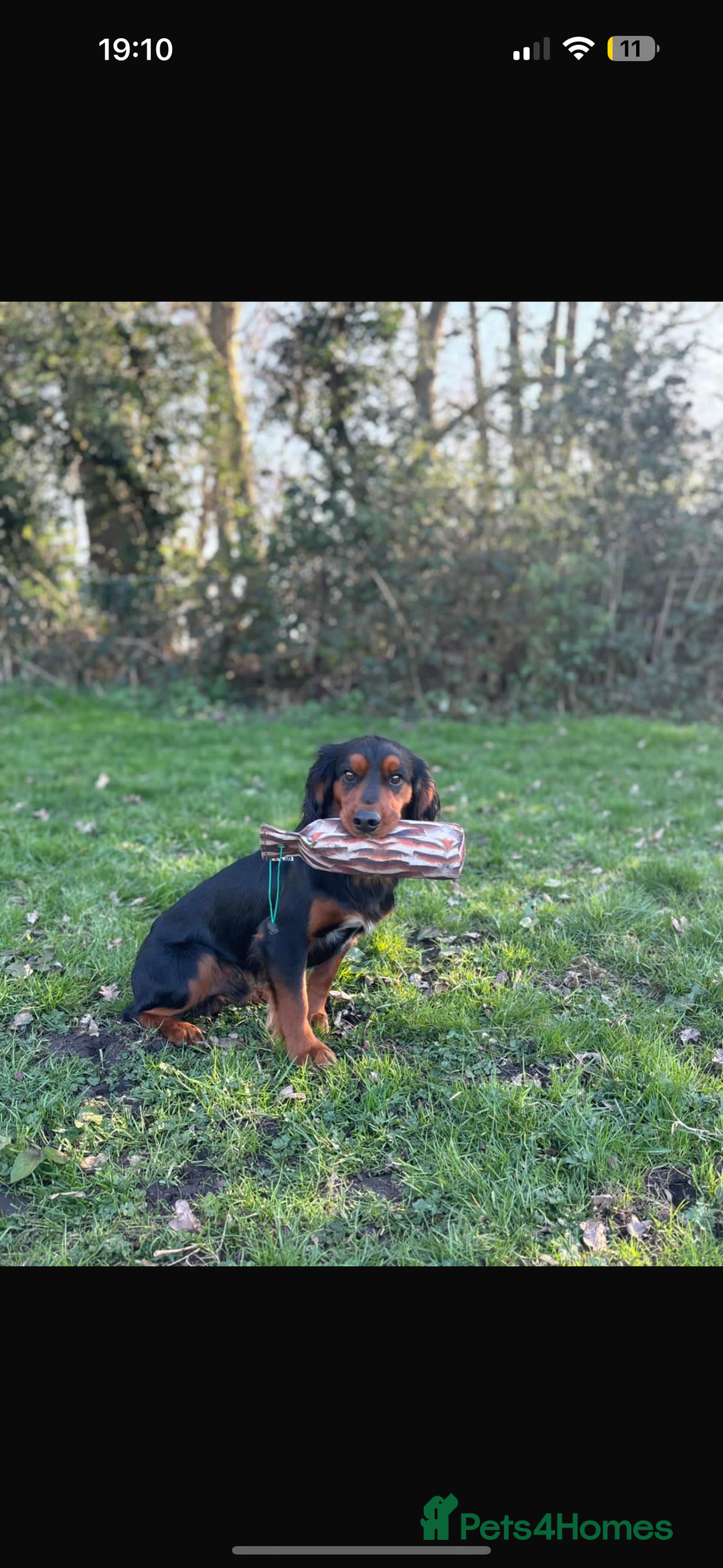 Cocker Spaniel dogs for sale: English cocker spaniel  - Advert 3