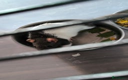 Rat rodents for sale: Male rats - Image 3