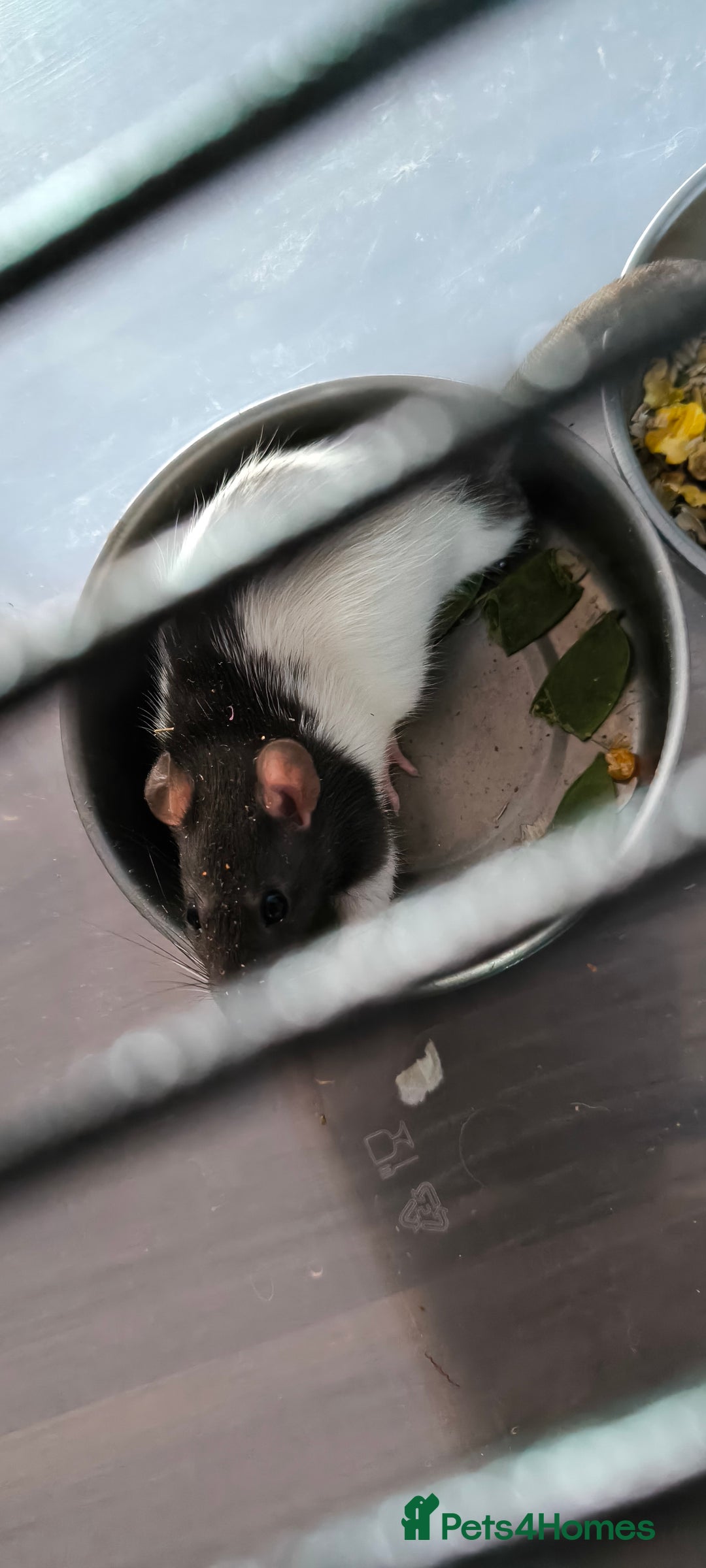 Rat rodents for sale: Male rats - Image 3