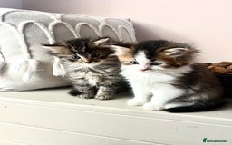 British Longhair cats for sale: British Longhair kittens mix - Advert 12