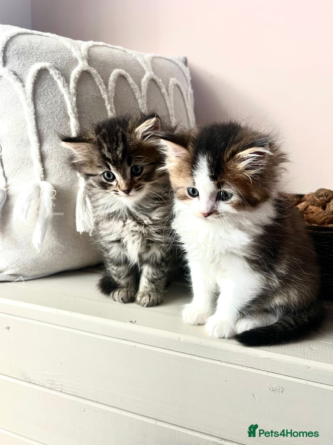 British Longhair cats for sale: British Longhair kittens mix - Advert 12