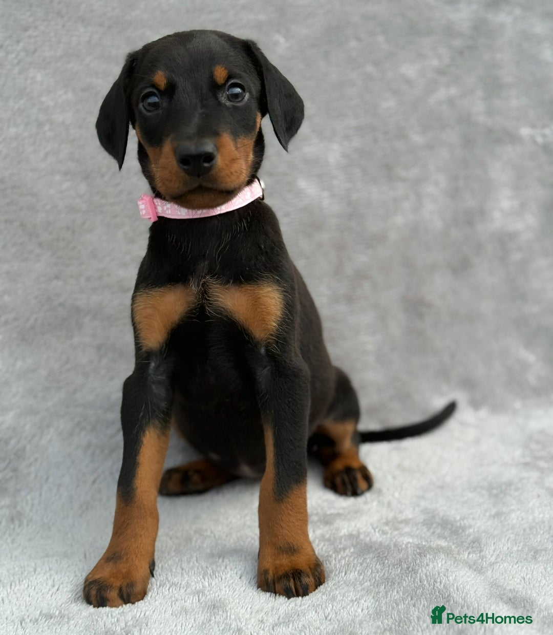 Dobermann dogs for sale: Kc Reg.European Blood lines Doberman Puppies - Image 22