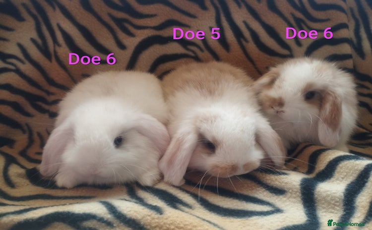 Mini Lop rabbits - Advert 2