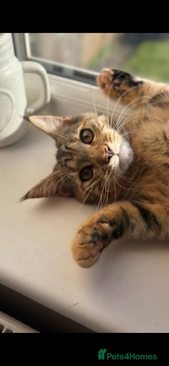 Maine Coon cats Half Maine coon half tabby - Advert 1