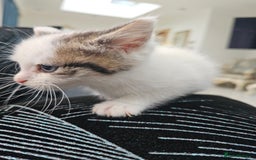 Russian Blue cats for sale: Lovley Russian white/Persian  - Advert 23