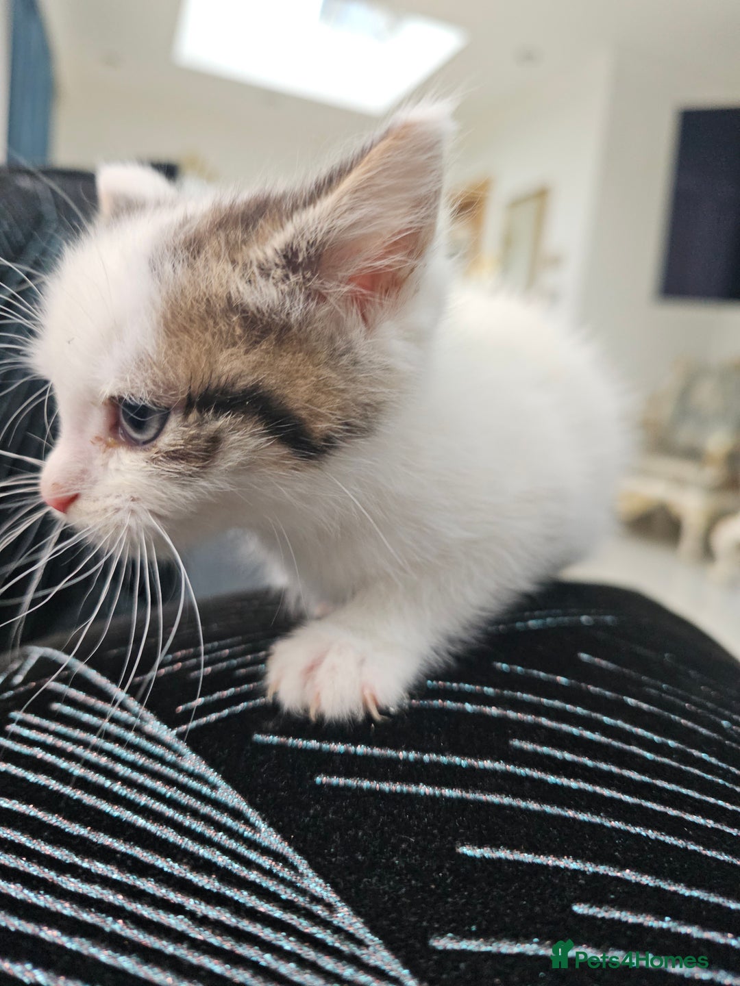 Russian Blue cats for sale: Lovley Russian white/Persian  - Advert 23
