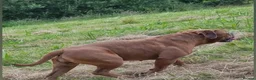 Olde English Bulldogge dogs for sale: Olde English bulldogge  - Advert 24