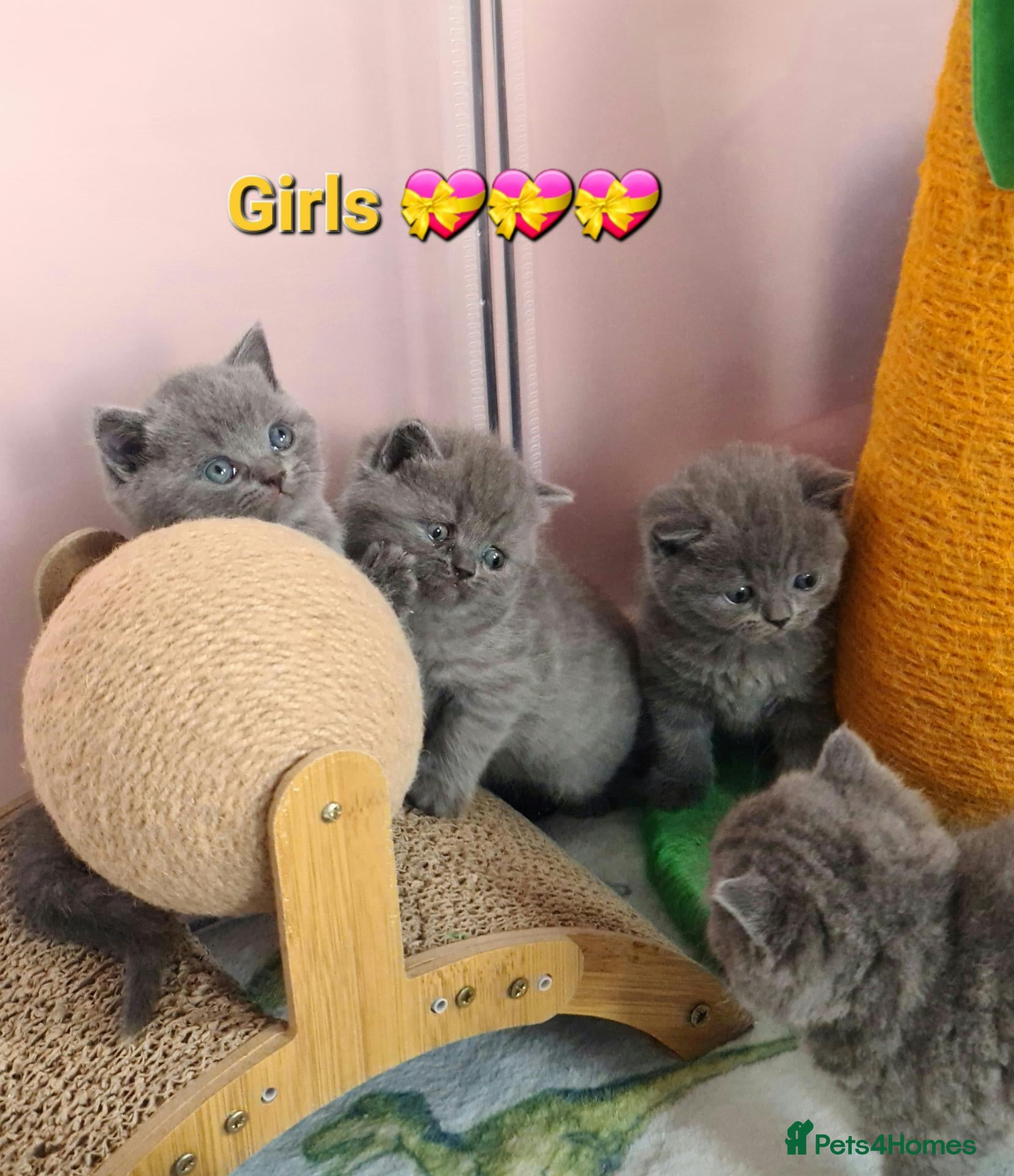 British Shorthair cats for sale: *🎅BritishShorthair kittens GCCF, Full vaccin.  - Advert 1