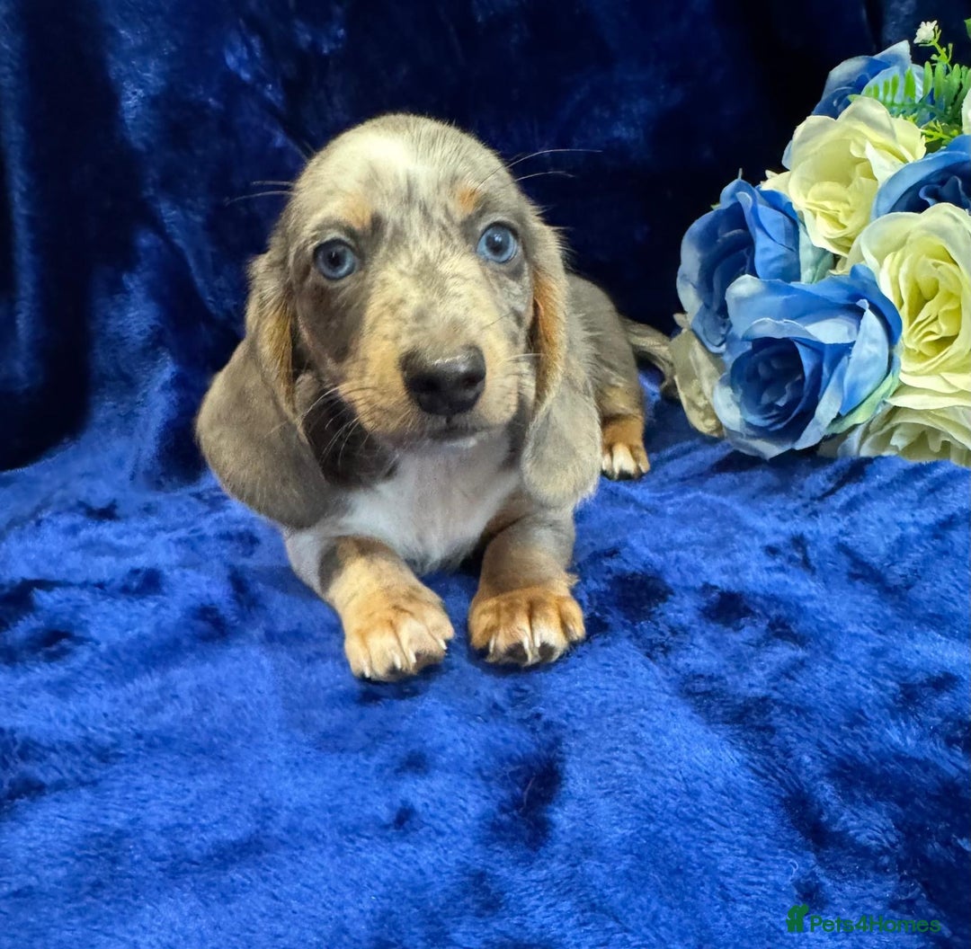 Miniature Dachshund dogs for sale: Miniature dachshunds - Advert 7