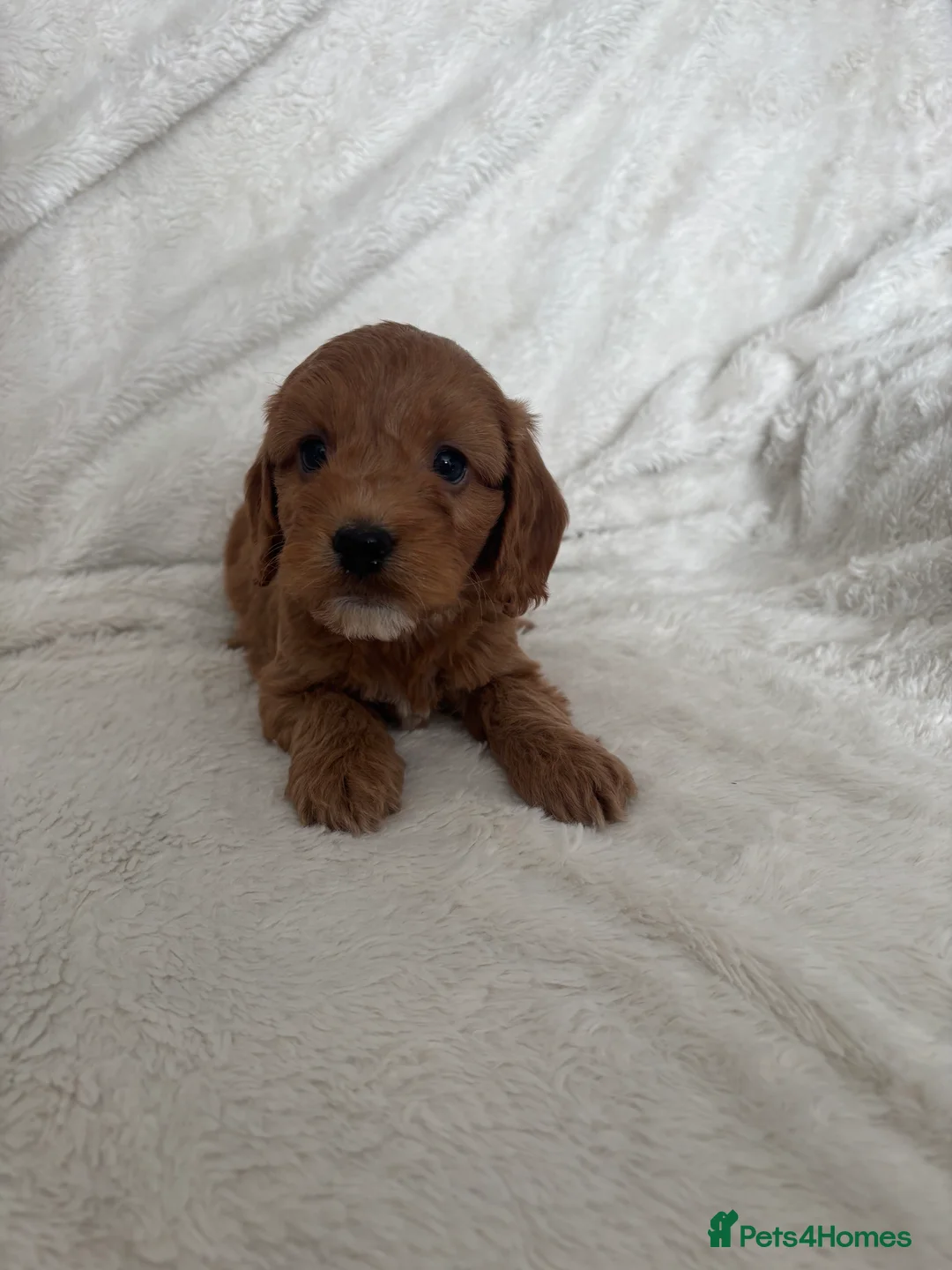 Cockapoo dogs for sale: 🐶🐶 Cockerpoo Puppies 🐶🐶 - Advert 5