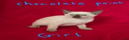 Siamese cats for sale: Beautiful Traditional Siamese Kittens  - Advert 4