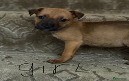 Mixed Breed dogs for sale: Mixed German Shepard ridgeback  - Image 2