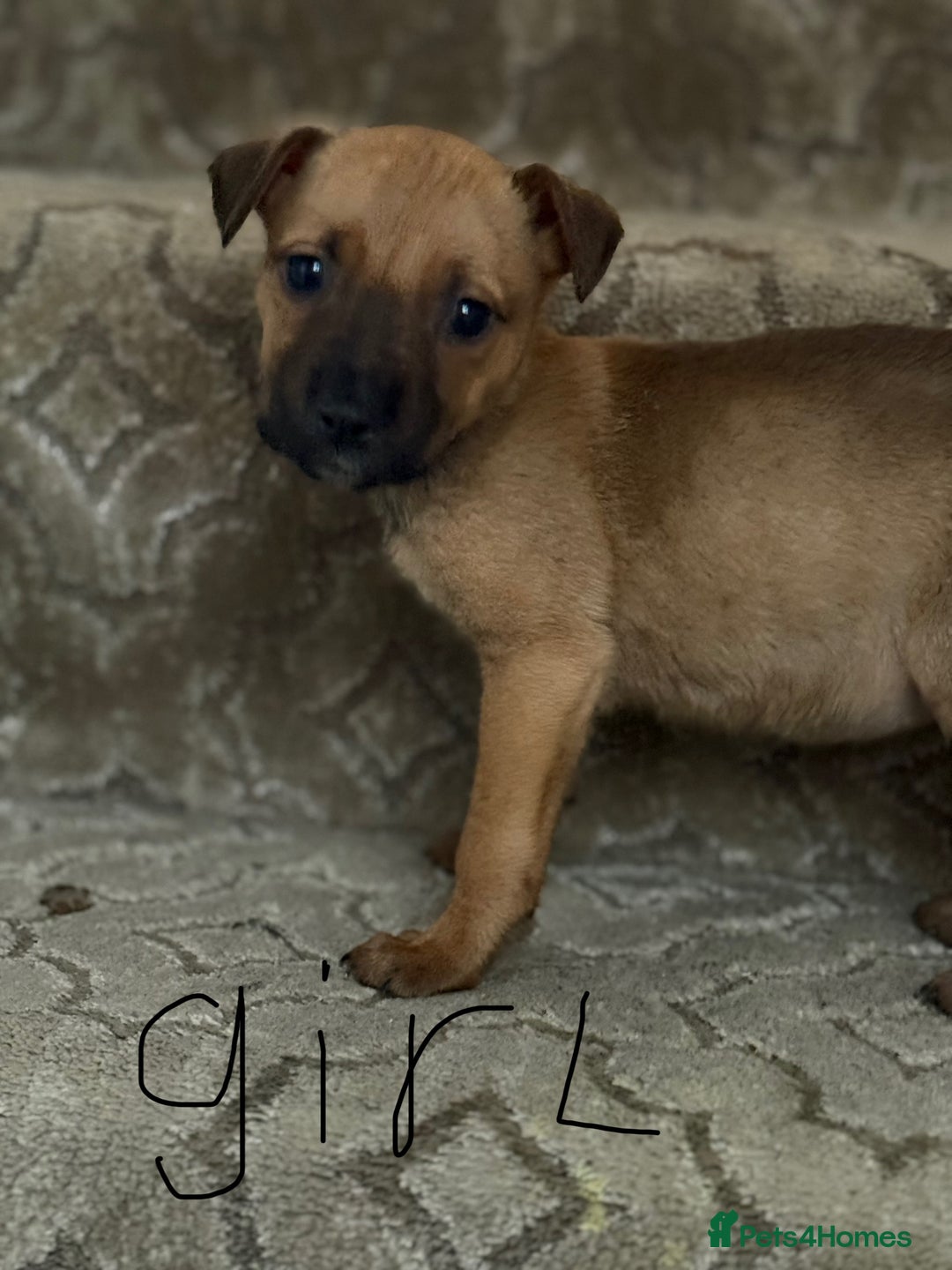 Mixed Breed dogs for sale: Mixed German Shepard ridgeback  - Image 2