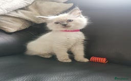 Ragdoll cats for sale: Pure breed health tested ragdoll kittens  - Image 7