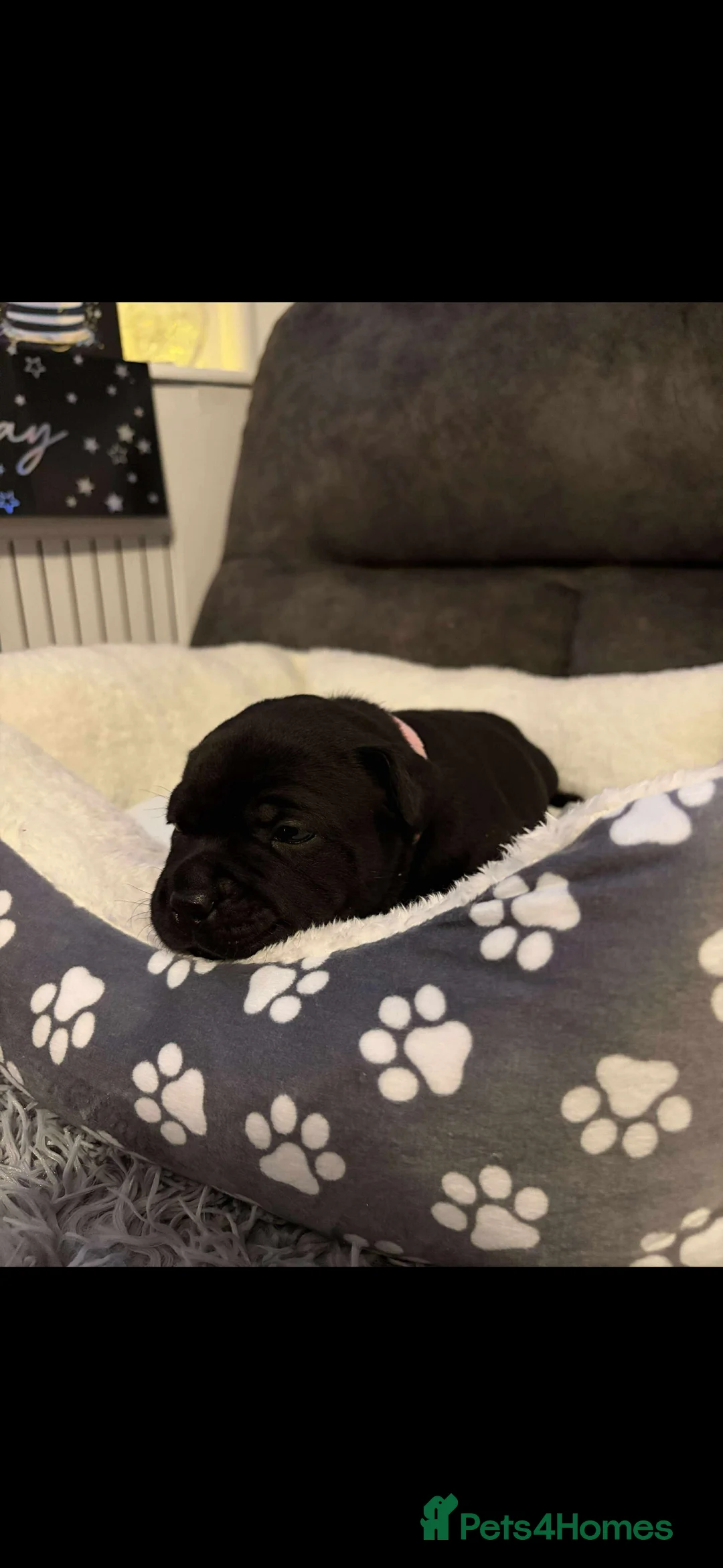 Staffordshire Bull Terrier dogs for sale: Staff puppies  - Advert 7