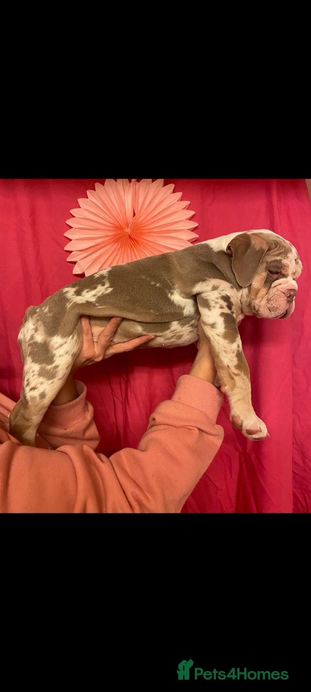 Mixed Breed dogs for sale: F1 olde English bulldog - Advert 18