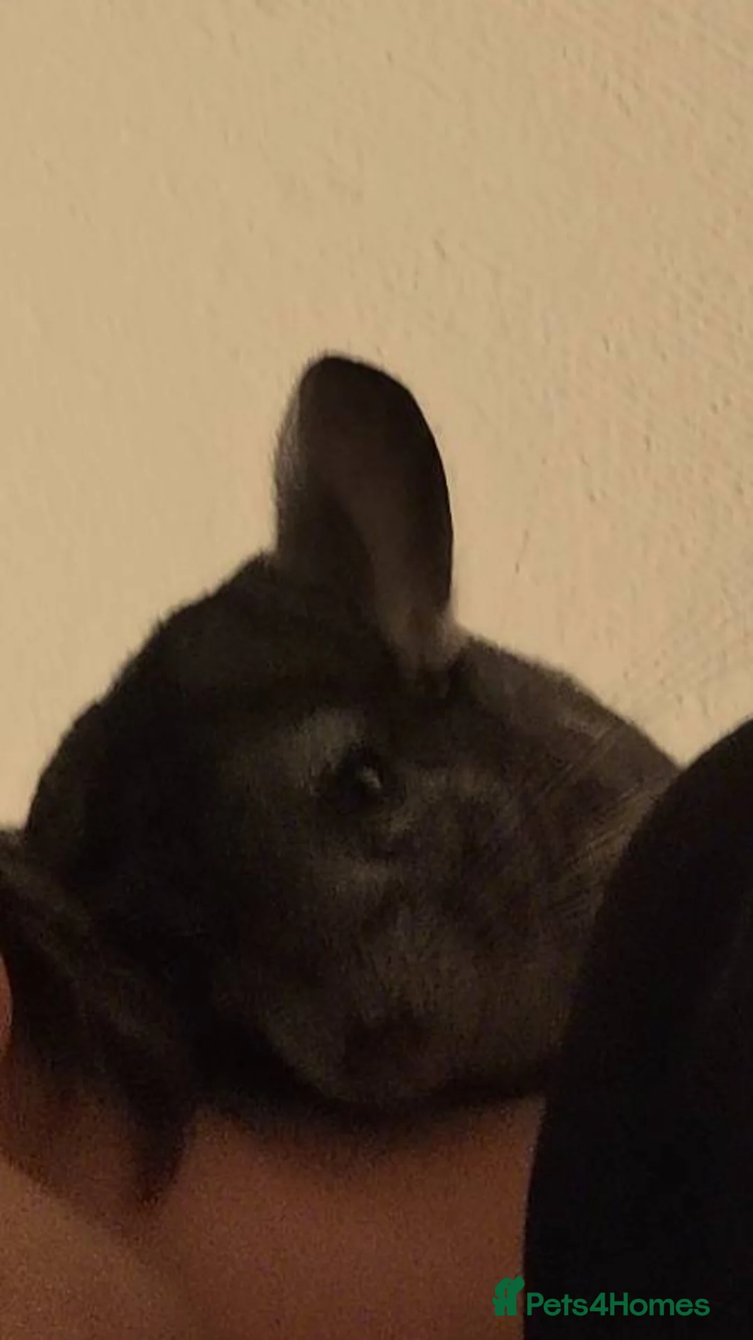 Chinchilla rodents for sale: Adorable Chinchilla Kits – Loving Homes Only - Advert 8