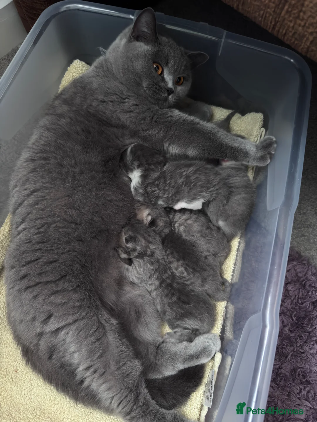 British Shorthair cats for sale: 🐾 Stunning British Shorthair × Persian Kittens 🐾 - Advert 2
