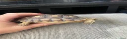 Tortoise reptiles for sale: 1 year old sulcata tortoise for sale  in Abergele - Advert 7