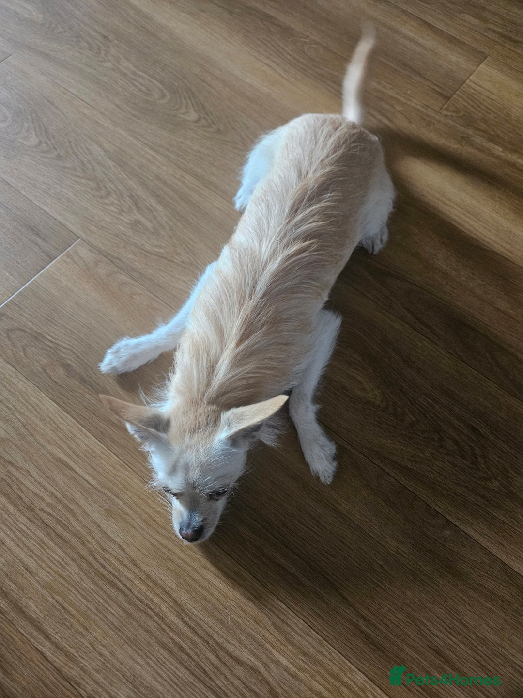 Pomchi dogs for sale: Loving pomchi looking for new home  - Image 3