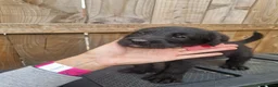 Mixed Breed dogs for sale: Giant schnauzer x Labrador puppies  - Advert 10