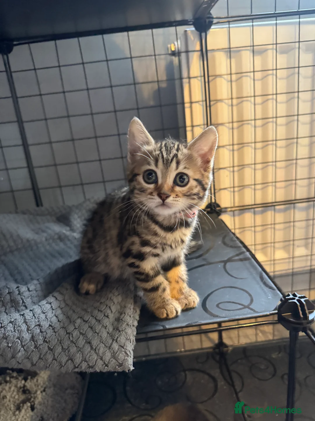 Mixed Breed cats for sale: British shorthair/bengal both mum&dad can be seen - Advert 2