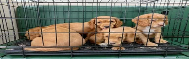 Cocker Spaniel 4