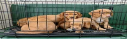 Cocker Spaniel dogs for sale: Outstanding d, n, a cocker spaniels in Bishop Auckland - Advert 5