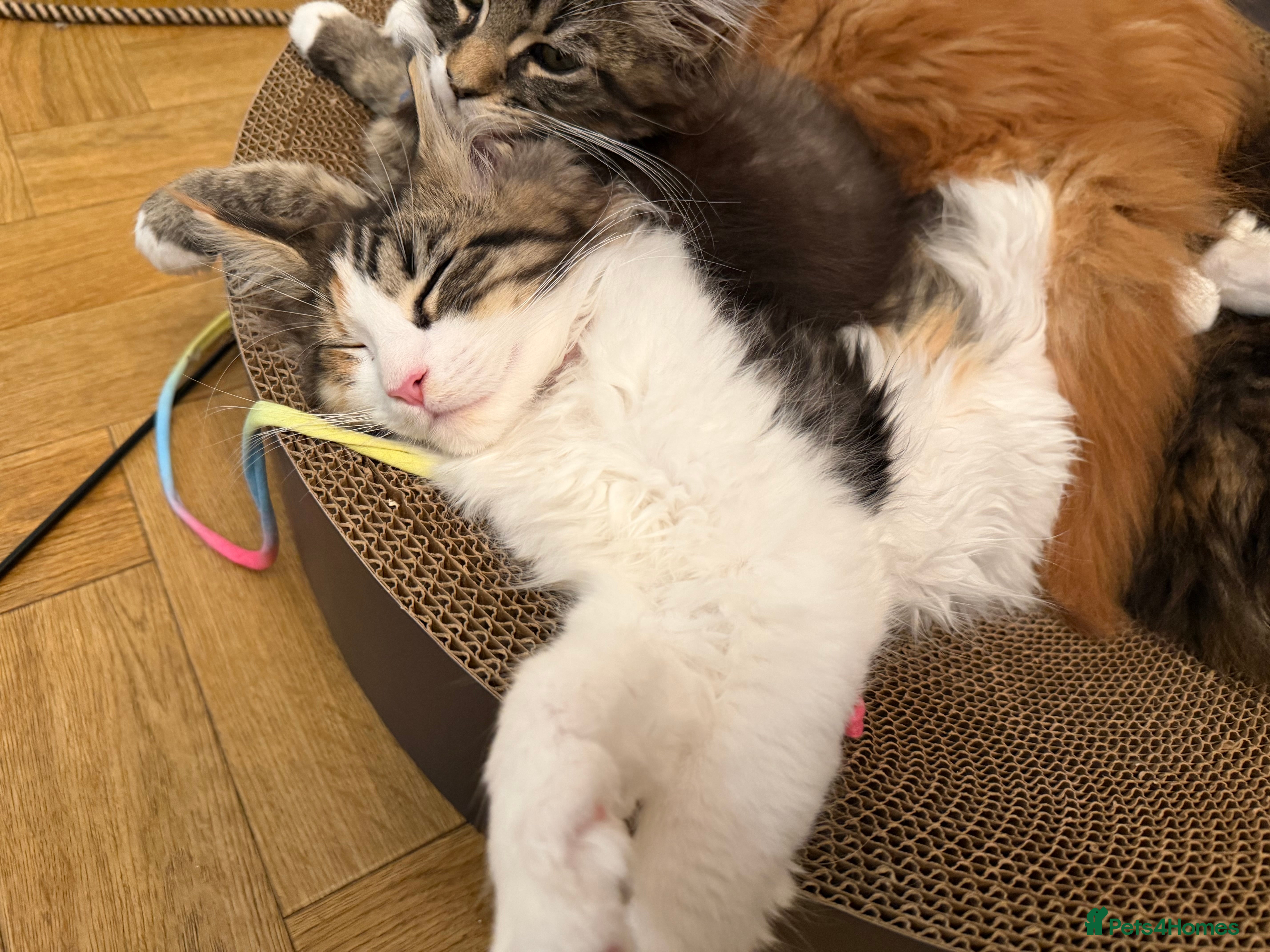 Maine Coon cats for sale: Maine Coon Kittens, beautiful colours - 8 wks - Advert 2