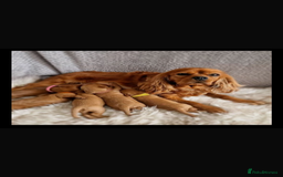 Cavapoo dogs for sale: Cavapoo pup  - Image 5