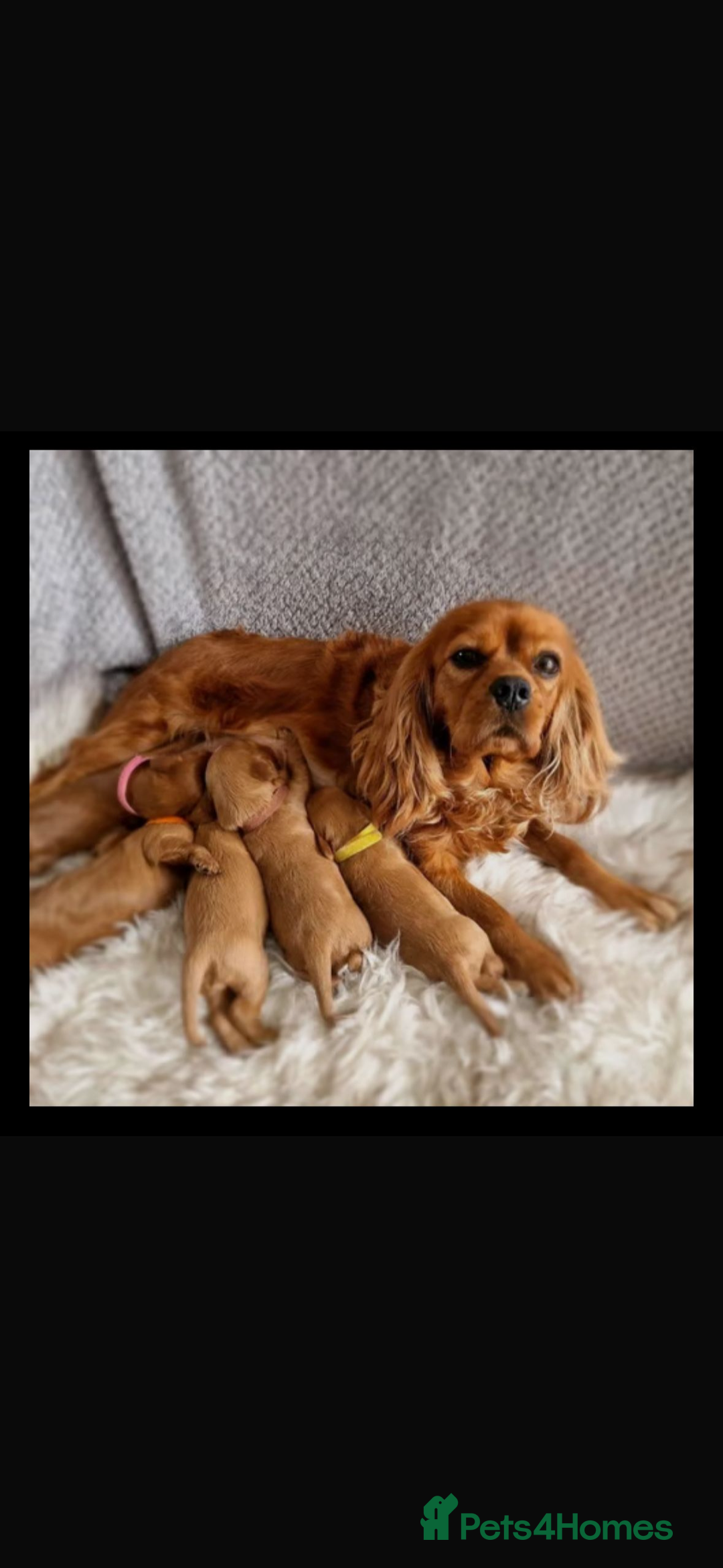 Cavapoo dogs for sale: Cavapoo pup  - Image 5