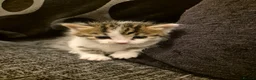 Mixed Breed cats for sale: Stunning Mixed breed kittens for sale! - Advert 4