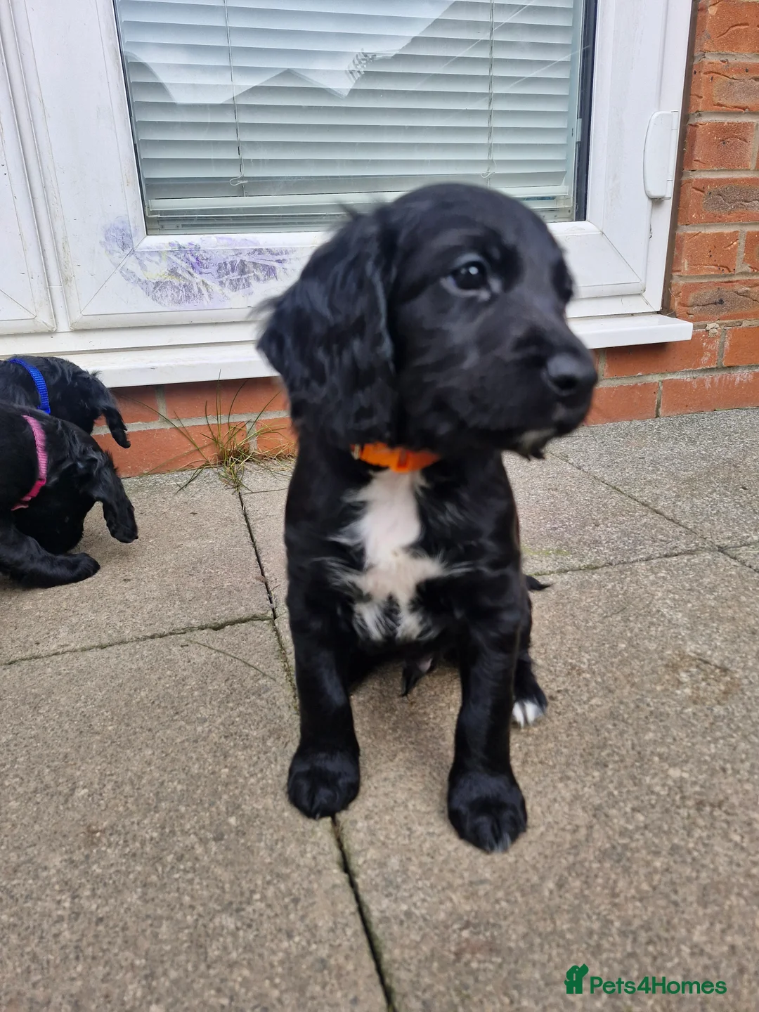 Sproodle dogs for sale: Sproodle f1b puppies - Advert 11