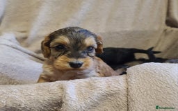 Cockapoo dogs for sale: Super Socialised F1 Cockapoo Puppies. DNA TESTED.  - Image 22