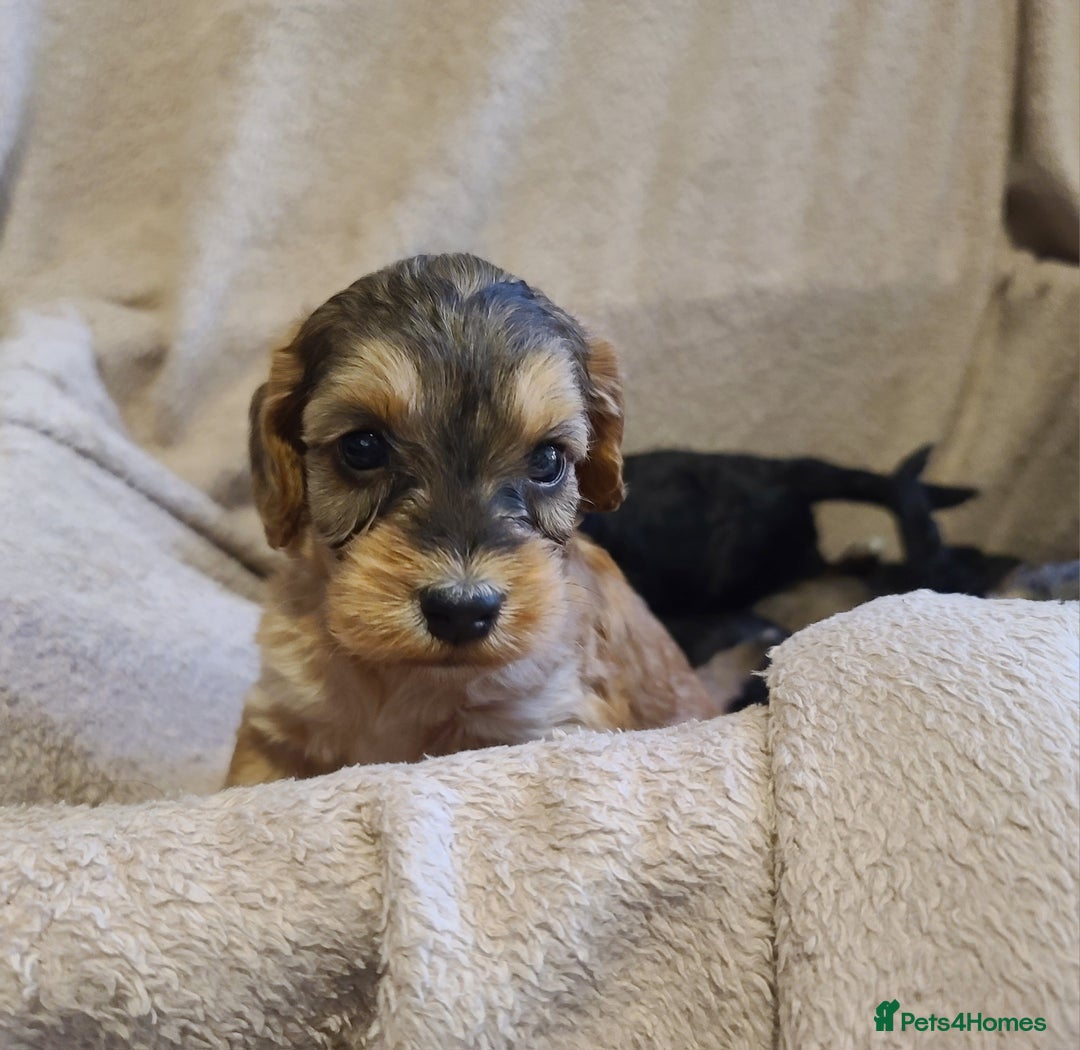 Cockapoo dogs for sale: Super Socialised F1 Cockapoo Puppies. DNA TESTED.  - Image 22