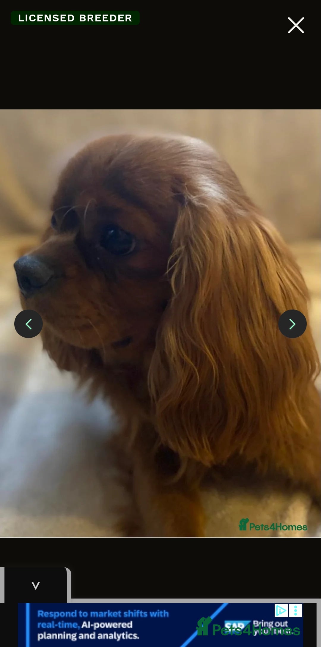 Cavalier King Charles Spaniel dogs for sale: Beautiful toy ruby King charles cavalier puppies. - Advert 5