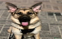 German Shepherd dogs for sale: German shepherd - Image 1