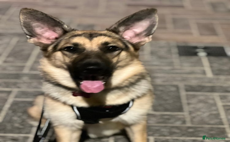 German Shepherd dogs - Advert 2